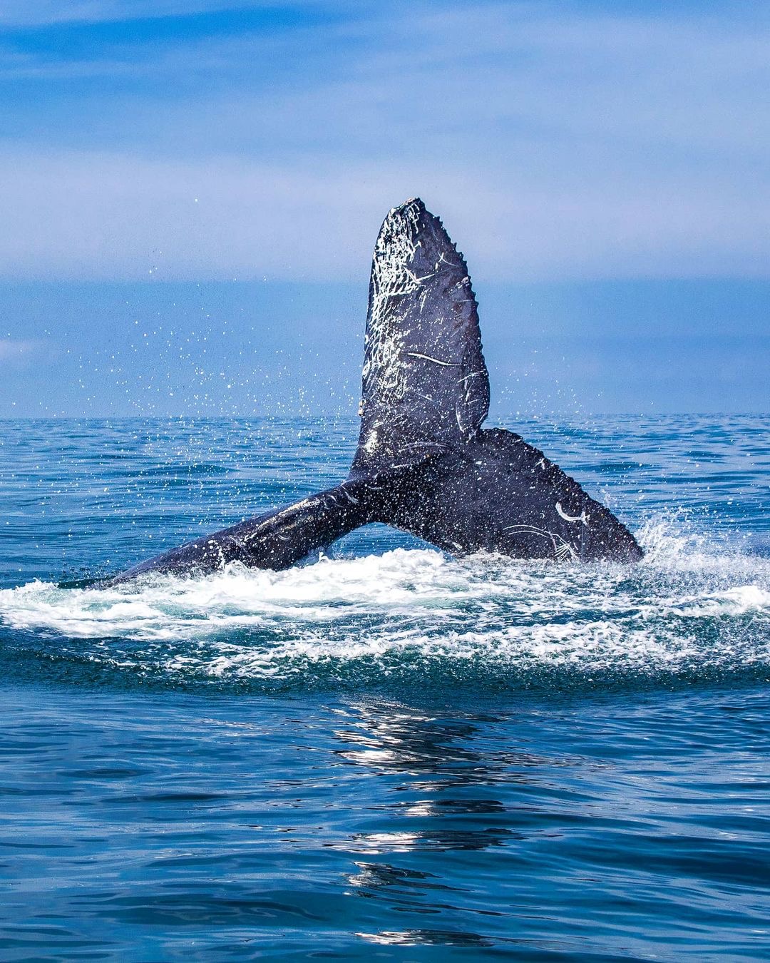 ¿Cuándo es la temporada de ballenas en Puerto Vallarta?
